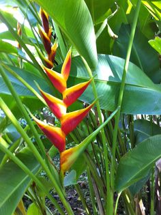 a red and yellow flower in the middle of some green leaves