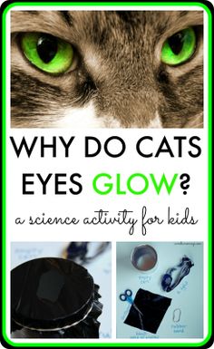 a cat with green eyes and text that says, why do cats eyes glow?