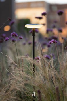 an outdoor lamp surrounded by tall grass and purple flowers