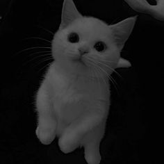 a small white cat sitting on top of a black table next to a persons hand