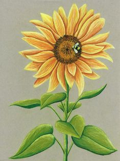 a drawing of a sunflower with leaves and a bee on it's head