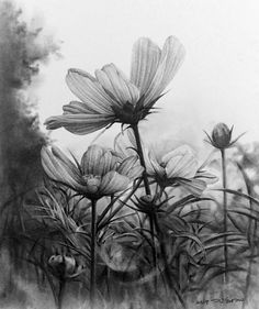 black and white drawing of flowers in the grass