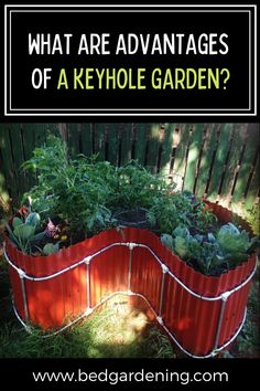 a garden with plants growing in it and the words, what are advantages of a keyhole garden?