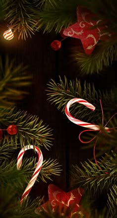 some candy canes are hanging from a christmas tree