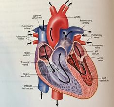 diagram of the human heart with labels on each side and labeled parts labelled in red