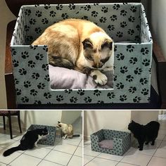 three pictures of cats laying on top of a cat bed