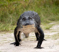 a large alligator walking across a dirt road