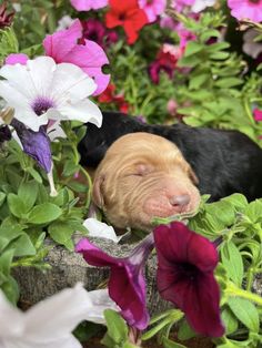 a puppy sleeping in the middle of some flowers