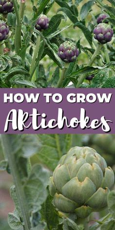 an artichoke plant with the words how to grow artichokes on it