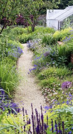 a garden filled with lots of purple flowers and green plants next to a white building