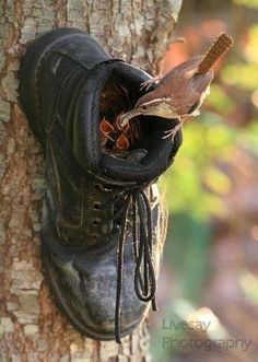 a pair of shoes hanging from a tree with the caption in spanish above it