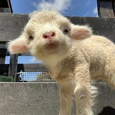 a baby lamb standing on top of a wooden fence