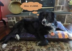 a black and white dog laying on top of a pillow in front of a fireplace