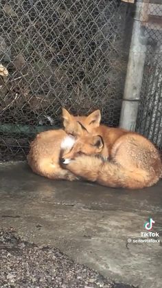 two foxes cuddle together in an enclosure