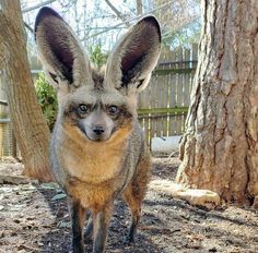 a grey and black animal standing next to a tree in the dirt near a fence