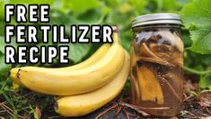 a jar filled with liquid sitting next to two bananas on top of the ground in front of green leaves