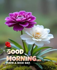 two purple and white flowers sitting on top of a moss covered ground with the words good morning have a nice day