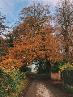 a dirt road surrounded by trees with orange leaves