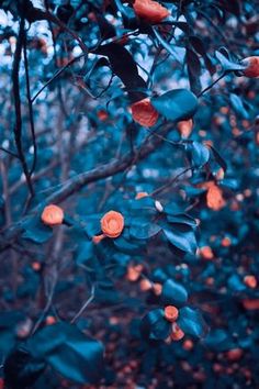 orange lights are hanging from the branches of a tree