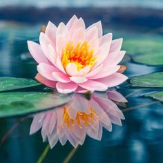 a pink water lily floating on top of green leaves