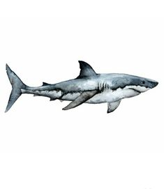 a watercolor painting of a great white shark