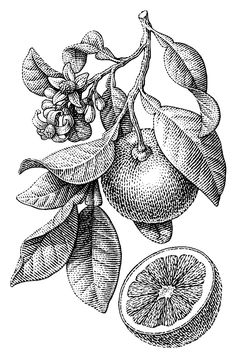 the fruit is cut in half and ready to be used as an illustration or coloring book