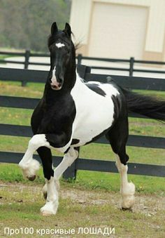 a black and white horse galloping in front of a fence with its legs spread out