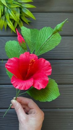 a person holding a red flower with green leaves