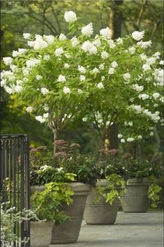 white flowers are growing in large pots next to a black iron fence and some trees