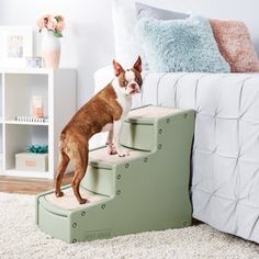 a brown and white dog standing on top of a step in front of a bed