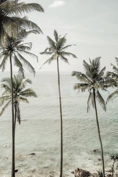 some palm trees are by the water