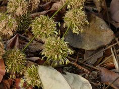 some very pretty flowers and leaves on the ground in the woods with dead leaves around them