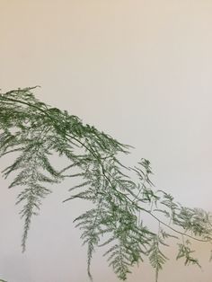 some green plants against a white wall