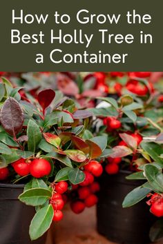 How to Grow the Best Holly Tree in a Container Holly Trees, Garden Diy Hacks, Shade Loving Flowers, Potato Gardening, Garden Planters Diy, Holly Plant, Carrot Gardening, Growing Spinach, Herb Garden Pots