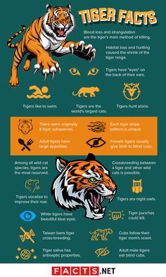 the tiger and other animals are depicted in this info sheet, which includes an image of tigers