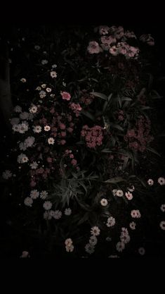 some flowers that are growing in the dark