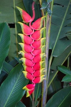 red and yellow flower with green leaves in the background