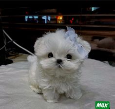 a small white dog with a bow on it's head sitting on a bed