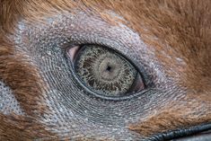 an animal's eye is shown in this close up photo