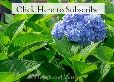 a blue flower with the words click here to subscribe