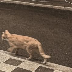 a cat walking across a street next to a black and white checkered floor