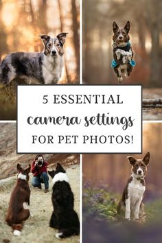 a collage of photos with the words 5 essential camera settings for pet photos