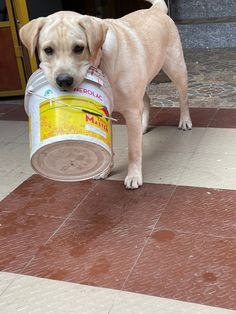 a dog is holding a can of food in its mouth