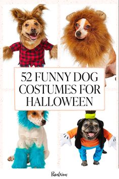 several dogs wearing costumes for halloween with the title, 52 funny dog costumes for halloween