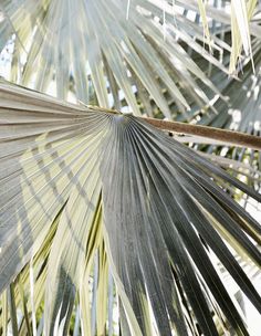 a close up view of the leaves of a palm tree