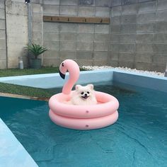 a small white dog sitting in an inflatable pool with a pink flamingo