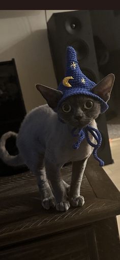 a cat wearing a blue hat on top of a wooden table