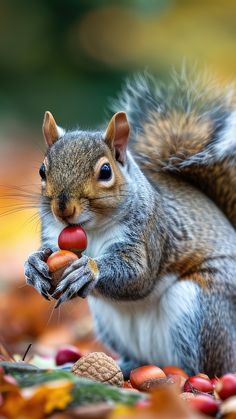 a squirrel is eating some nuts on the ground with autumn leaves around him and it's eyes are open