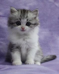 a small kitten sitting on top of a purple blanket