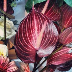 some red and white flowers are in a vase